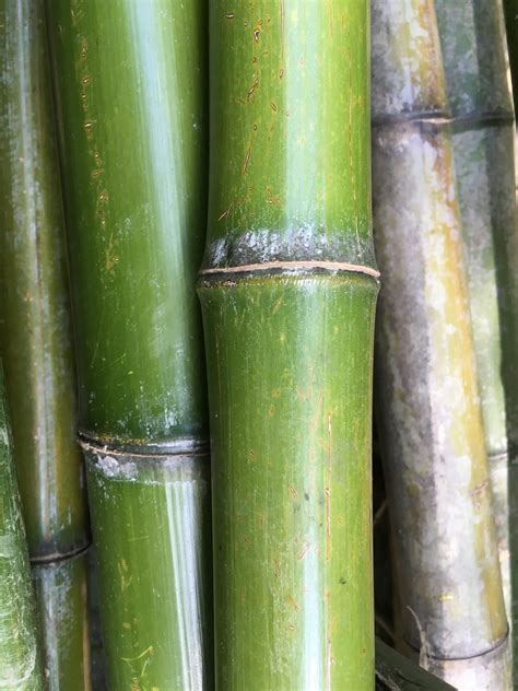 竹種類